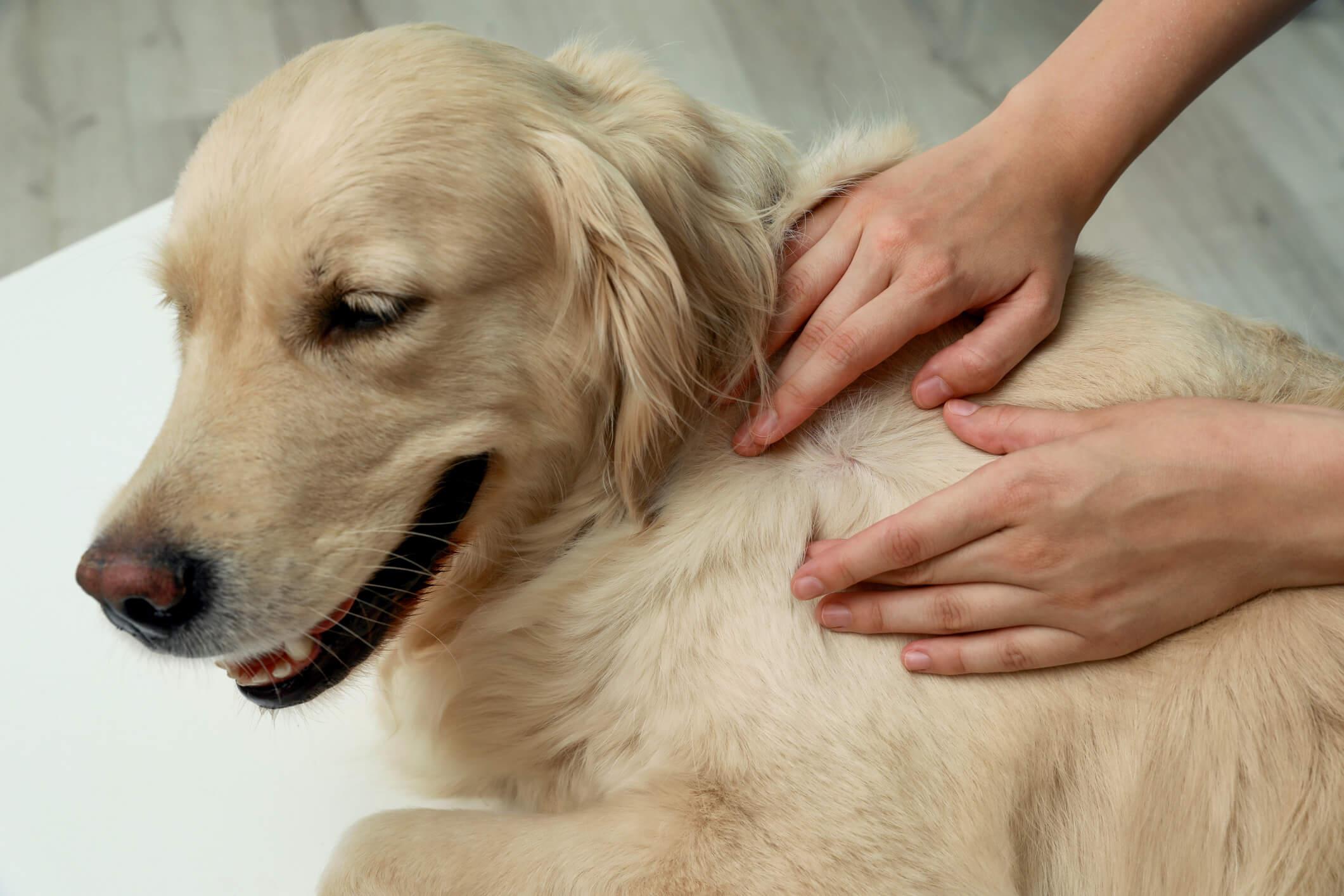 Can Humans Get Fleas from Dogs?