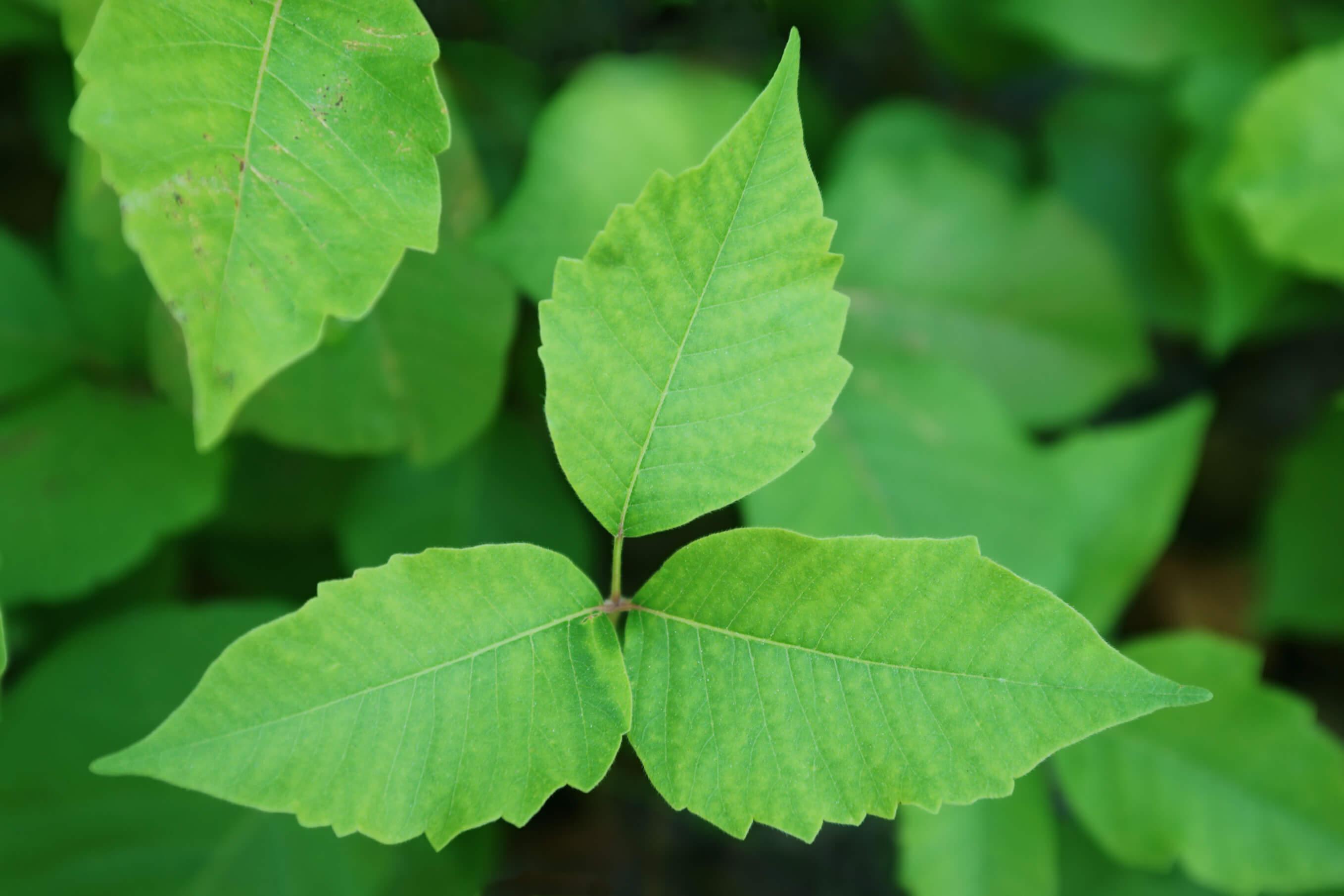 From Contact to Recovery: Demystifying Poison Ivy Rash Stages