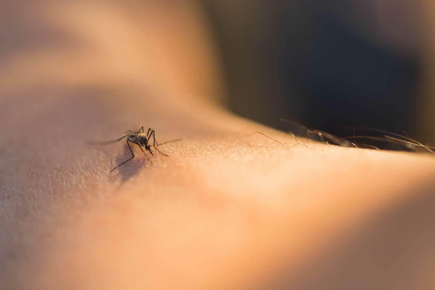 How Do You Treat Insect Bites and Stings?